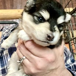 Blitzen - Black and white male Pomsky puppy in Diamond Lake, Washington from Husky Haven WA