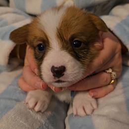 Comet - Red male Pembroke Welsh Corgi puppy in Palm Bay, Florida from Space Coast Corgi