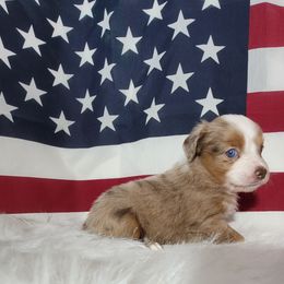Boxer and Toy Australian Shepherd Puppies from LJK Boxers & Toy Aussies