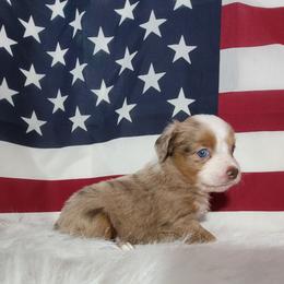 Boxer and Toy Australian Shepherd Puppies from LJK Boxers & Toy Aussies