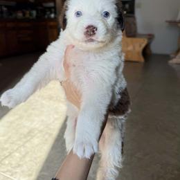 Blip - Australian Shepherd