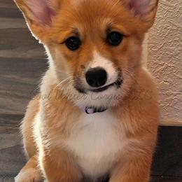 Cloudy - Sable female Pembroke Welsh Corgi puppy in Kiowa, Colorado from Cool Water Corgis LLC