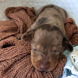 Sparky - Dapple male Dachshund puppy in Hendersonville, North Carolina from Snarky Doxy Miniature Dachshunds