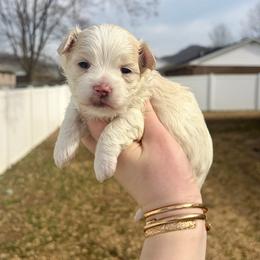 Vader - F1B Toy Maltipoo - white and lemon male Companion Cross puppy in Morehead, Kentucky from Paw Perfect Pets