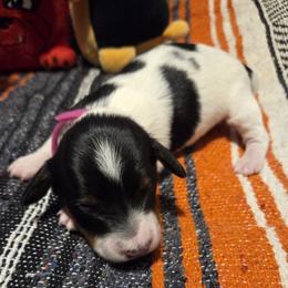 Lady - Piebald female Dachshund puppy in Grover, North Carolina from Windie's Dachshunds