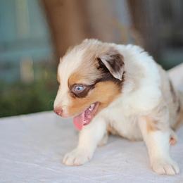 B12 - Red merle male Australian Shepherd puppy in Bloomington, California from Oro’z Farm Aussies