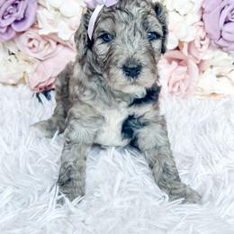 Matcha - Blue merle female Bernedoodle puppy in Otisville, Michigan from Danie’s Darling Doodles LLC