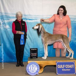 Saluki All Grown Up from Hayat Salukis