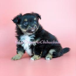 Algor - Black and tan male Chihuahua puppy in Anderson, South Carolina from Lil Treasures Chihuahuas