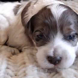 Grey girl - Black and white female Cockapoo puppy in Howell, Michigan from Robbin's Treasures