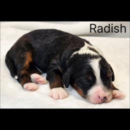 Radish - Tri-color male Bernedoodle puppy in Roseburg, Oregon from Lookingglass Doodles
