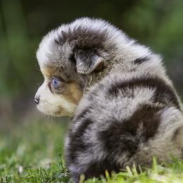Barracuda - Blue merle male Miniature American Shepherd puppy in Franklinville, North Carolina from Fine Hill Miniature Americans