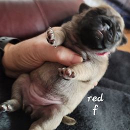 Girl 2 - Fawn female Pug puppy in Phoenix, Arizona from Pug Place Phoenix