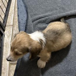 Sonny - Piebald male Dachshund puppy in Athens, Alabama from 4 Moore Ranch