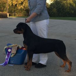 Brussels Griffons and Rottweilers from Bernkastel Rottweilers & Brussels Griffon