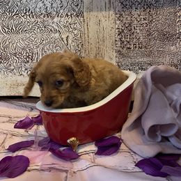 Cockapoo Puppies from Country J Canines