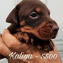 Kaliya - Red and rust female Doberman Pinscher puppy in Aurora, Indiana from Double-Take Doberman Kennels
