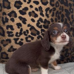 Fudge 2,500 - Chocolate and tan male Dachshund puppy in Barbourville, Kentucky from The Bossy Doxie Farm