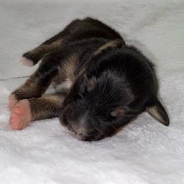 Black Tri - Black tri-color female Australian Shepherd puppy in Hayward, California from Grissom’s Aussies