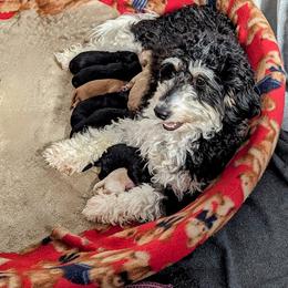Aussiedoodle, Australian Shepherd, Bernedoodle, Cockapoo, and Poodle Puppies from Sis' Doodles & Poodles