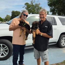 Black - Black and red female German Shepherd puppy in Spring Hill, Florida from Iron Crest Shepherds