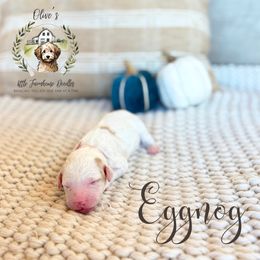 Boy 4 - male Australian Mountain Doodle puppy in Land O' Lakes, Florida from Olive’s Little Farmhouse Doodles