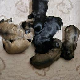 Havanese puppies from Marcia Hamlet
