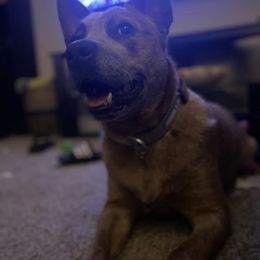 Australian Cattle Dog All Grown Up from Grog Creek Kennel