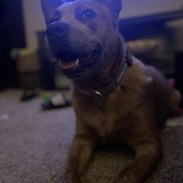 Australian Cattle Dog All Grown Up from Grog Creek Kennel