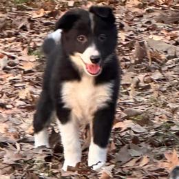 Rue - Black and white female Border Collie puppy in Jonesboro, Arkansas from Hampton Border Collies