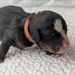 Brown - Tri-color male Bernedoodle puppy in Connecticut from Valley View Doodles
