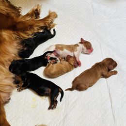 Cavalier King Charles Spaniel Puppies from Solheimar
