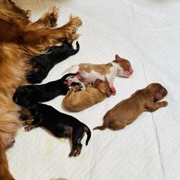 Cavalier King Charles Spaniel Puppies from Solheimar