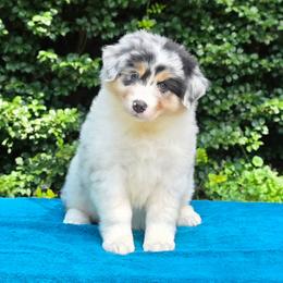 Tipsy - Blue merle female Australian Shepherd puppy in Maryland from Lake Shore Australian Shepherds
