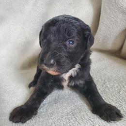 Peaches - Black female Sheepadoodle puppy in Bellevue, Iowa from Fluffy Wonders Poms and Doodles