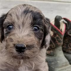 Double Doodles from Cow Town Doodles