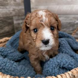 Toffee - Red male Cavapoo puppy in Camden, Michigan from FurEver Friends Finder