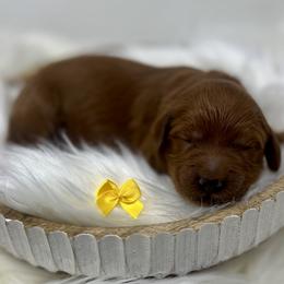 Yellow Male - Apricot male Goldendoodle puppy in Great Falls, Montana from Montana Goldendoodles