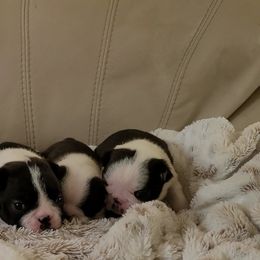 Boston Terrier Puppies from Cripple Creek Boston Terriers
