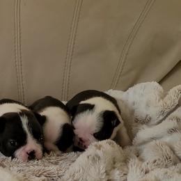 Boston Terrier Puppies from Cripple Creek Boston Terriers