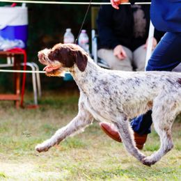 German Wirehaired Pointers from RnRwires