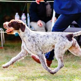 German Wirehaired Pointers from RnRwires