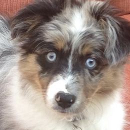 Miniature Australian Shepherds and Toy Australian Shepherds from Kim Mayo