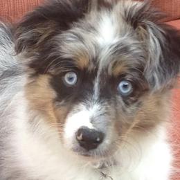 Miniature Australian Shepherds and Toy Australian Shepherds from Kim Mayo