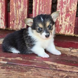Tilly - Black and tan female Pembroke Welsh Corgi puppy in Anton, Texas from X Bar's Lil Legs of Texas