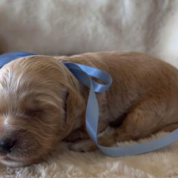 Little Handsome boys 1-4 - Red  male Goldendoodle puppy in El Cajon, California from Golden Liberty Doodles