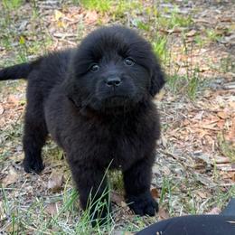 Mini Mouse OFA - Black female Newfoundland puppy in Falmouth, Michigan from Dyer Lake Newfoundland’s
