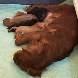 Cavalier King Charles Spaniel Puppies from Enchanted Cavaliers
