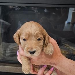 Hazel - Apricot female Goldendoodle puppy in Meridian, Idaho from Lucy's Golden Doodles