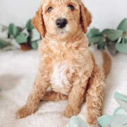 Goldendoodle Puppies from Summer Sun Doodles